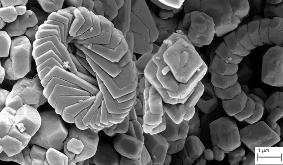 Coccolith microfossil